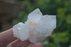 Natural Cactus Flower Spirit Quartz Clusters  x 20 From Boekenhouthoek, South Africa - Toprock Gemstones and Minerals 