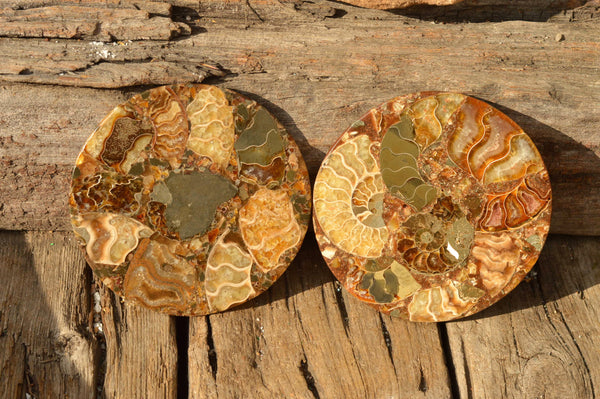 Polished Conglomerate Ammonite Fossil Plaques x 4 From Tulear, Madagascar - TopRock