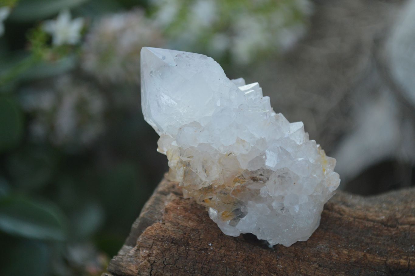 Natural Cactus Flower Spirit Quartz Clusters  x 20 From Boekenhouthoek, South Africa - Toprock Gemstones and Minerals 