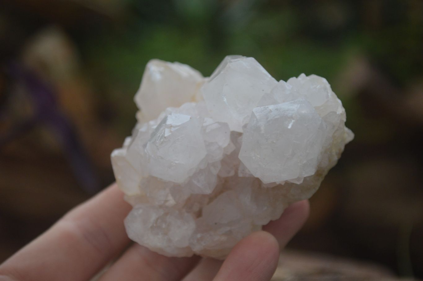 Natural White Cactus Flower Spirit Quartz Specimens  x 6 From Boekenhouthoek, South Africa - Toprock Gemstones and Minerals 