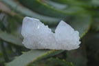 Natural Cactus Flower Spirit Quartz Clusters  x 20 From Boekenhouthoek, South Africa - Toprock Gemstones and Minerals 