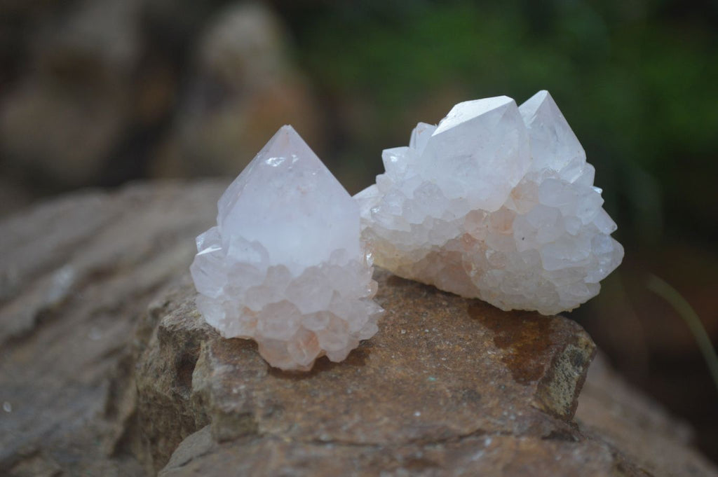 Natural Cactus Flower Spirit Quartz Clusters  x 20 From Boekenhouthoek, South Africa - Toprock Gemstones and Minerals 