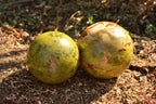Polished Pair Of Green Opal Spheres  x 2 From Antsirabe, Madagascar - TopRock
