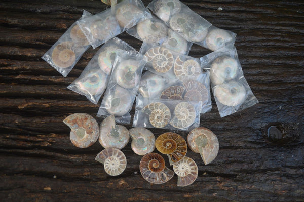 Polished Small Fossilized Ammonite Pairs - Sold per pair (0.15g - 1 pair per pack) - From Mahajanga, Madagascar - Toprock Gemstones and Minerals 