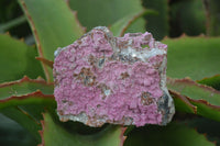 Natural Pink Salrose Cobaltion Dolomite Specimens  x 6 From Kakanda, Congo - Toprock Gemstones and Minerals 