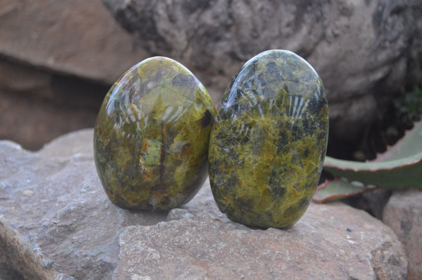 Polished Green Opal Standing Free Forms  x 6 From Madagascar - Toprock Gemstones and Minerals 