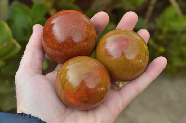 Polished Bight Beautiful Red 
