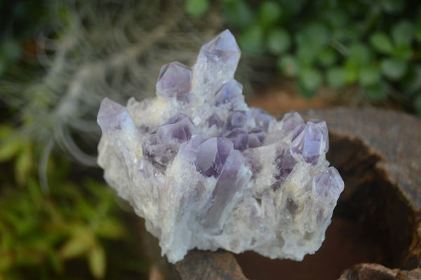 Natural Sugar Amethyst Clusters  x 6 From Sashe River, Zimbabwe - Toprock Gemstones and Minerals 