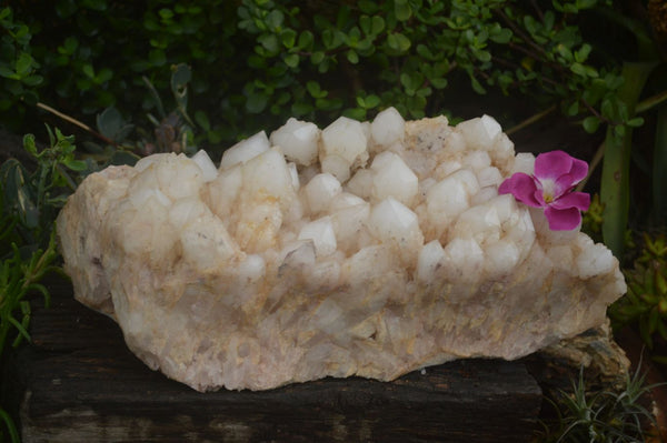Natural Extra Large Pineapple Quartz Cluster  x 1 From Madagascar - TopRock