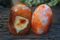 Polished Carnelian Agate Standing Free Forms  x 6 From Madagascar - Toprock Gemstones and Minerals 