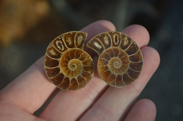 Polished Small Fossilized Ammonite Pairs - Sold per pair (0.24g - 1 pair per pack) - From Mahajanga, Madagascar - Toprock Gemstones and Minerals 