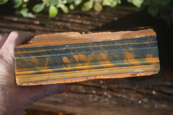 Natural Sliced Tigers Eye Specimen x 1 From Prieska, South Africa - Toprock Gemstones and Minerals 