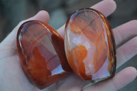 Polished Carnelian Agate Standing Free Forms  x 6 From Madagascar - Toprock Gemstones and Minerals 