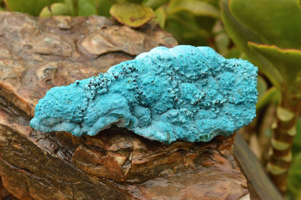 Natural Bright Blue Botryoidal Chrysocolla Specimens  x 2 From Lupoto, Congo - TopRock