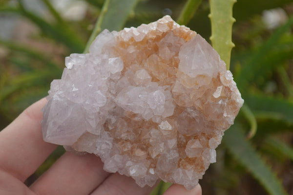 Natural Spirit Cactus Quartz Crystal Formations x 30 From Boekenhouthoek, South Africa - TopRock