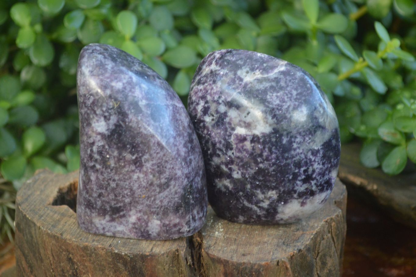 Polished Purple Lepidolite Free Forms  x 3 From Zimbabwe - Toprock Gemstones and Minerals 