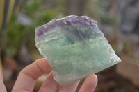 Natural Rough Watermelon Fluorite Cobbed Specimens  x 6 From Namibia
