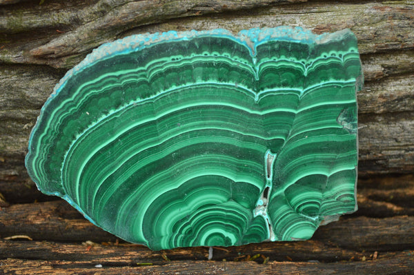Polished Large Malachite Slices With Chrysocolla Banding  x 6 From Congo - TopRock