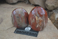 Polished Petrified Wood Standing Free Forms  x 4 From Madagascar - Toprock Gemstones and Minerals 