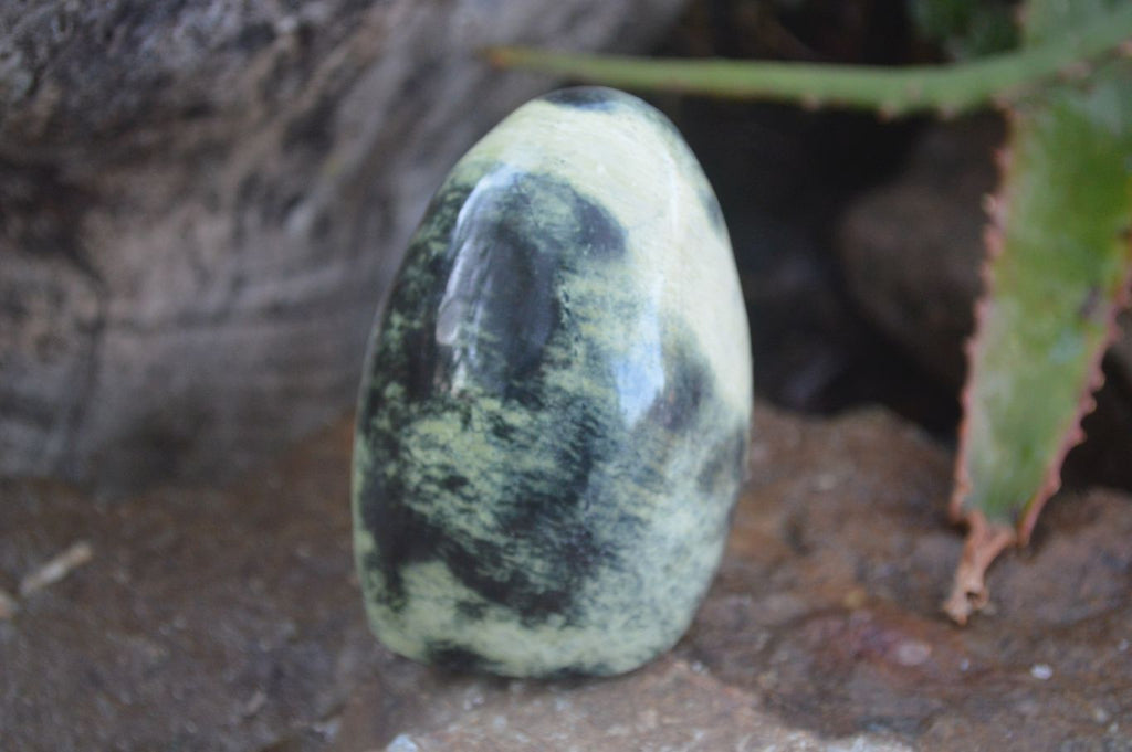 Polished Spotted Leopard Stone Standing Free Forms  x 6 From Zimbabwe - Toprock Gemstones and Minerals 