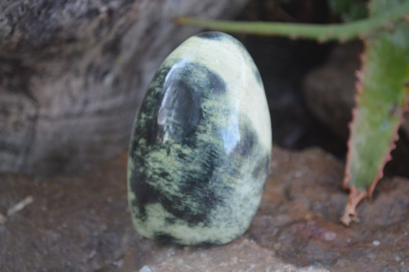 Polished Spotted Leopard Stone Standing Free Forms  x 6 From Zimbabwe - Toprock Gemstones and Minerals 