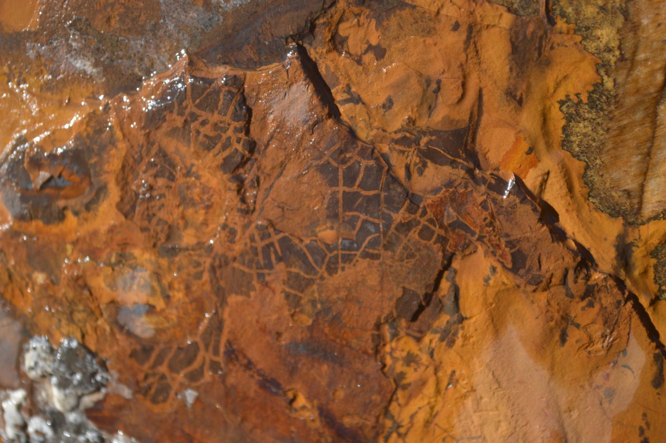 Natural Sliced Tigers Eye Specimen x 1 From Prieska, South Africa - Toprock Gemstones and Minerals 