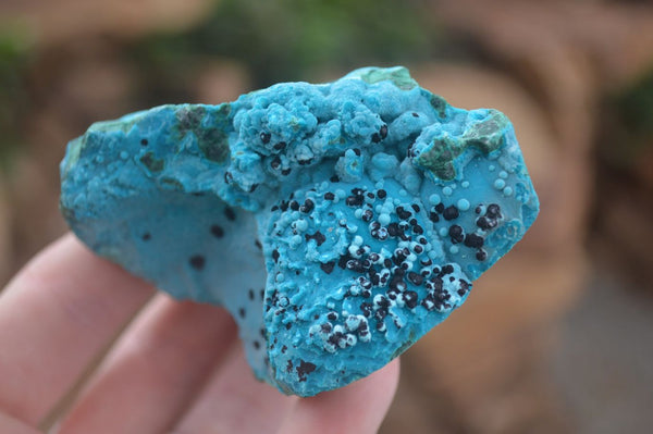 Natural Blue Chrysocolla On Silky Malachite Matrix Specimens  x 6 From Kulukuluku, Congo - Toprock Gemstones and Minerals 