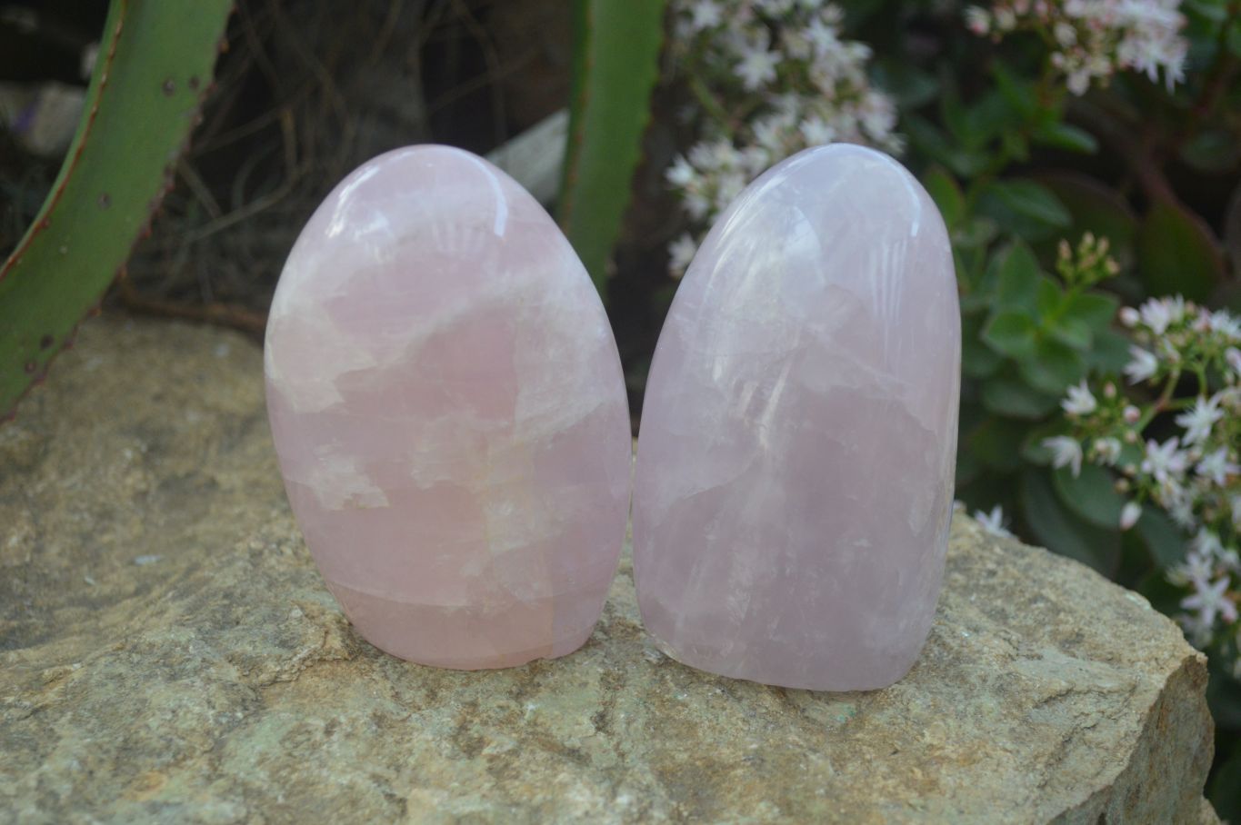 Polished Gemmy Rose Quartz Standing Free Forms x 4 From Ambatondrazaka, Madagascar - Toprock Gemstones and Minerals 