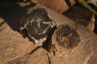Polished Petrified Wood Branch Pieces x 2 From Gokwe, Zimbabwe - Toprock Gemstones and Minerals 