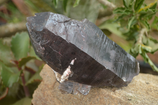 Natural Large Single Morion Smokey Quartz Crystals  x 2 From Melanje, Malawi - TopRock