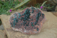 Natural Emerald Dioptase On Red Dolomite Matrix Specimen x 1 From Likasi, Congo