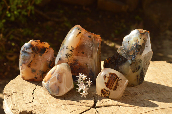 Polished Gorgeous Semi Translucent Dendritic Agate Standing Free Forms  x 5 From Moralambo, Madagascar - TopRock
