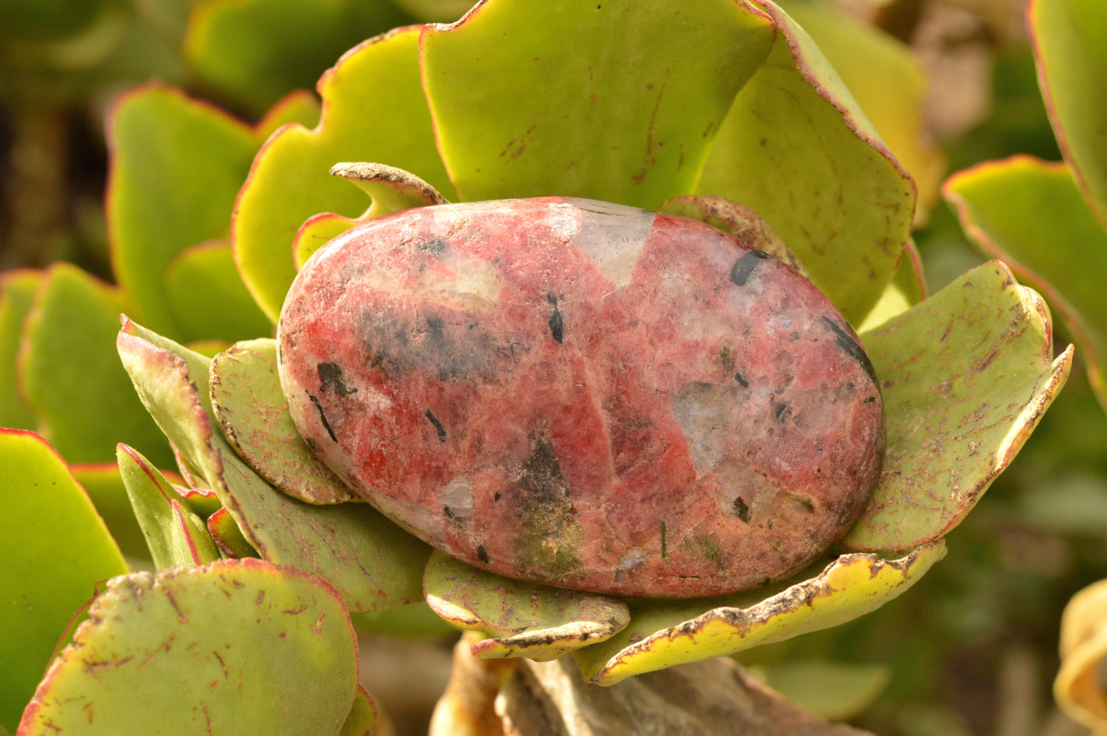 Polished Red Rhodonite Free Forms  x 4 From Zimbabwe - TopRock