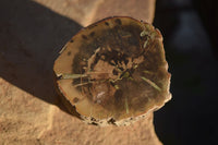 Polished Petrified Wood Branch Pieces x 2 From Gokwe, Zimbabwe - Toprock Gemstones and Minerals 