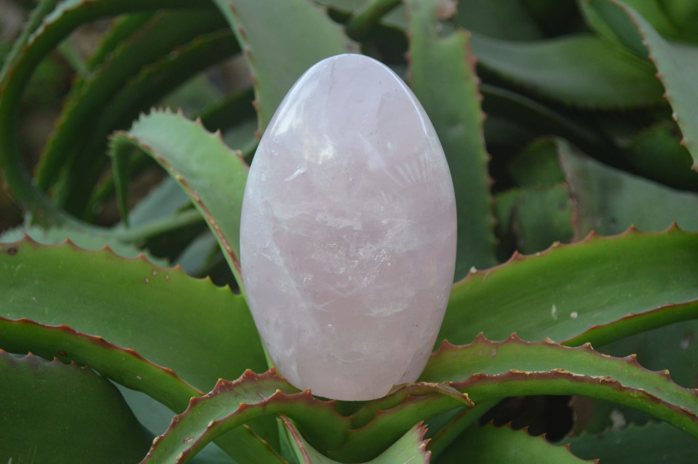 Polished Gemmy Rose Quartz Standing Free Forms x 4 From Ambatondrazaka, Madagascar - Toprock Gemstones and Minerals 