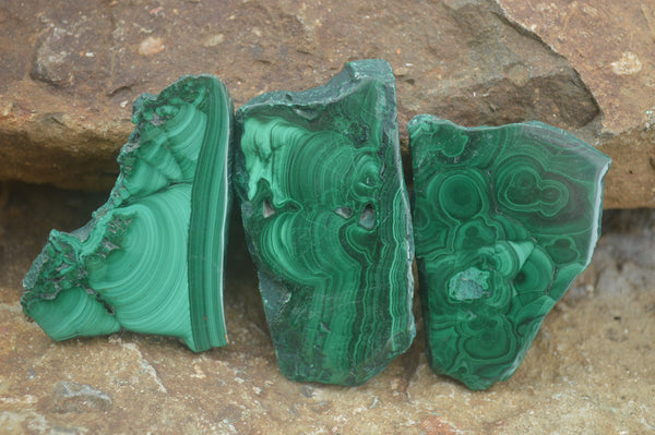 Polished Malachite Slices With Stunning Flower & Banding Patterns  x 12 From Congo - TopRock