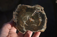 Polished Petrified Wood Branch Pieces x 2 From Gokwe, Zimbabwe - Toprock Gemstones and Minerals 