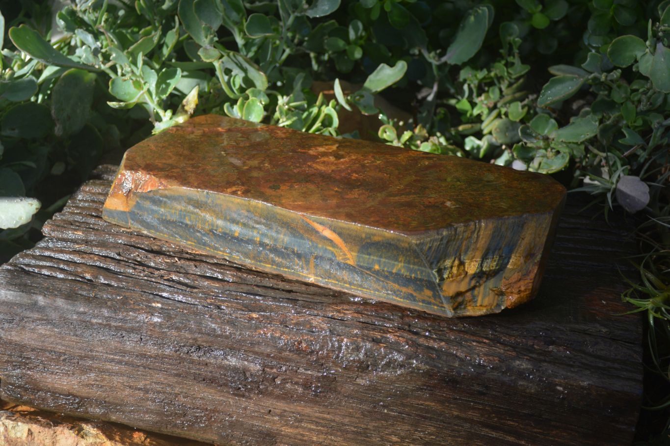 Natural Sliced Tigers Eye Specimen x 1 From Prieska, South Africa - Toprock Gemstones and Minerals 