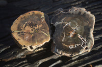 Polished Petrified Wood Branch Pieces x 2 From Gokwe, Zimbabwe - Toprock Gemstones and Minerals 