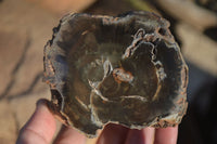 Polished Petrified Wood Branch Pieces x 2 From Gokwe, Zimbabwe - Toprock Gemstones and Minerals 