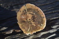 Polished Petrified Wood Branch Pieces x 2 From Gokwe, Zimbabwe - Toprock Gemstones and Minerals 