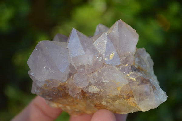 Natural Cactus Flower Amethyst Clusters  x 6 From Boekenhouthoek, South Africa