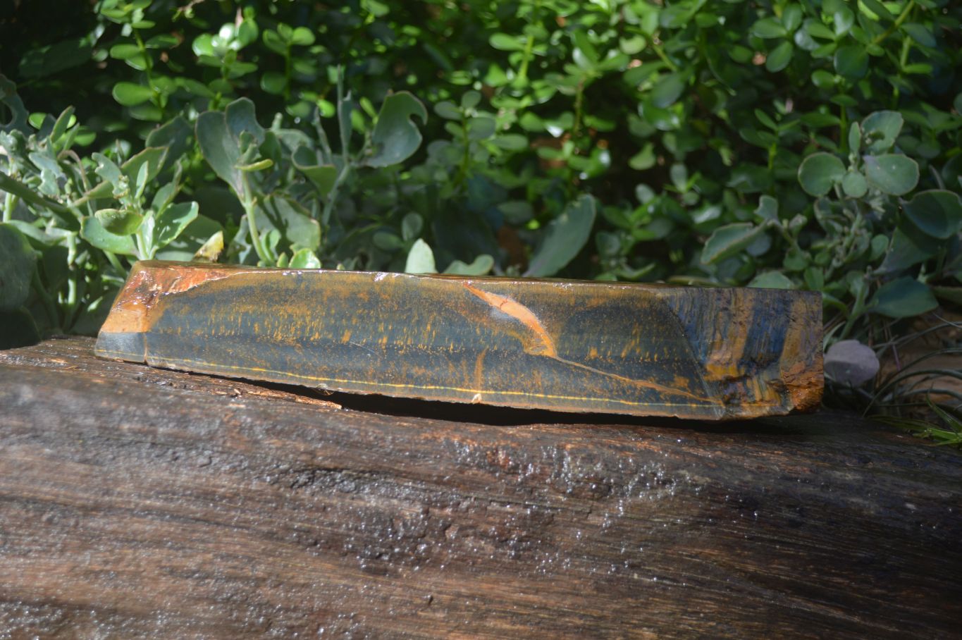 Natural Sliced Tigers Eye Specimen x 1 From Prieska, South Africa - Toprock Gemstones and Minerals 