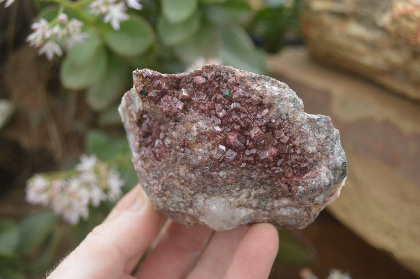 Natural Pink Salrose Cobaltion Dolomite Specimens  x 6 From Kakanda, Congo - Toprock Gemstones and Minerals 