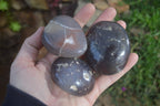 Polished River Agate Palm Stones  x 16 From Sashe River, Zimbabwe - Toprock Gemstones and Minerals 