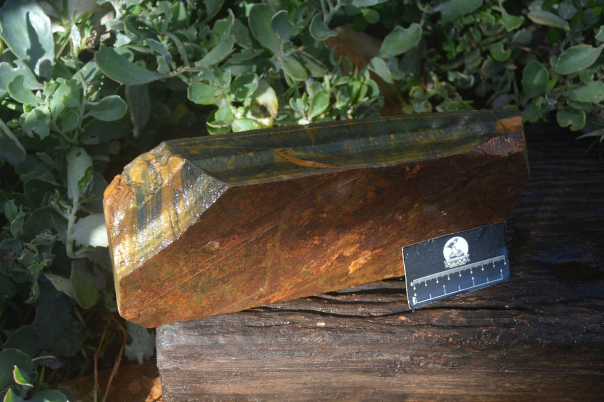 Natural Sliced Tigers Eye Specimen x 1 From Prieska, South Africa - Toprock Gemstones and Minerals 