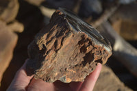 Polished Petrified Wood Branch Pieces x 2 From Gokwe, Zimbabwe - Toprock Gemstones and Minerals 