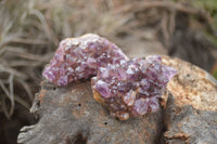 Natural Small Dark "Amethystos" Amethyst Clusters x 70 From Kwaggafontein, South Africa - TopRock