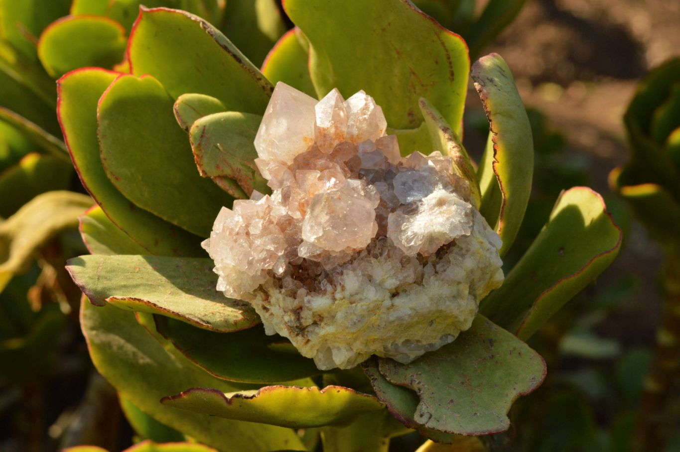 Natural Amethyst Phantom Spirit Quartz Clusters  x 4 From Boekenhouthoek, South Africa - TopRock