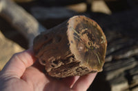 Polished Petrified Wood Branch Pieces x 2 From Gokwe, Zimbabwe - Toprock Gemstones and Minerals 